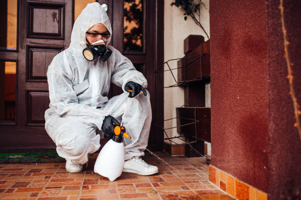 Reliable Wasp Removal contractor in Shafter, CA by Show Me Pest Control
